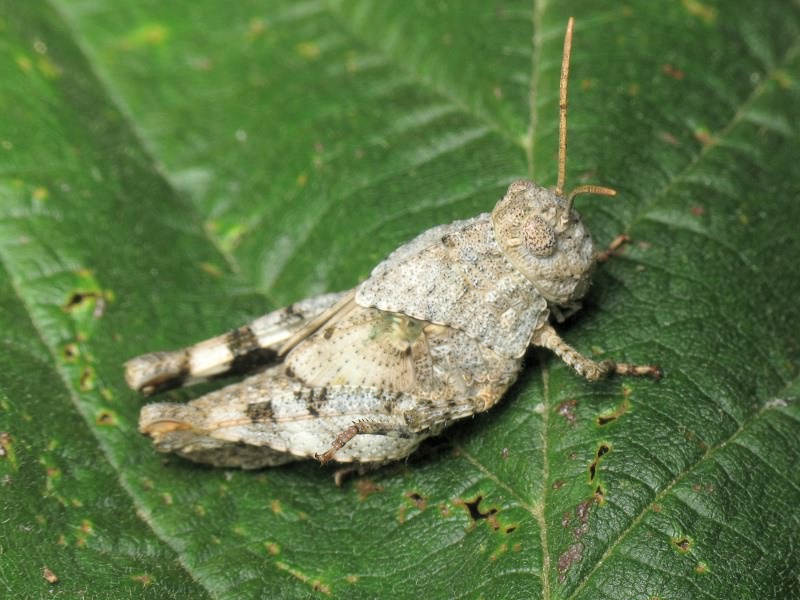 Oedipoda caerulescens (Linnaeus, 1758)